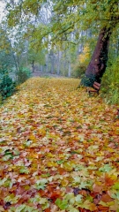 GY-LES-NOMAINS - PRAIRIE DES POINTES-loiret