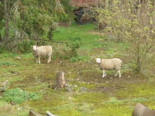 LA CHAPELLE SAINT MESMIN - FOURNEAUX-loiret