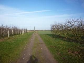 MAREAU-AUX-PRES - ENTRE VIGNES ET CHAMPS-loiret