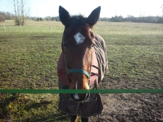 MAREAU-AUX-PRES - ENTRE VIGNES ET CHAMPS-loiret