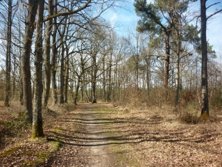 BUCY SAINT LIPHARD - RANDONNEE DES JONQUILLES-loiret