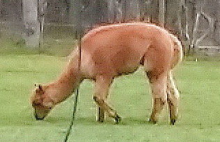 COULLONS - LA PAYSANNE-loiret