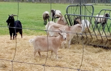 COULLONS - LA PAYSANNE-loiret