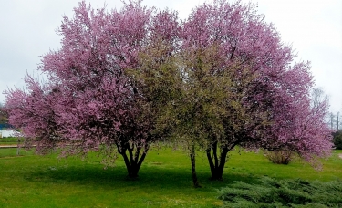 PR DE CYPRES CHAUVES-loiret