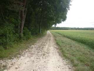 SARAN - RANDONNEE DES ETANGS-loiret