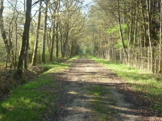 LIGNY-LE-RIBAULT - RANDONNEE DANS LES BOIS-loiret