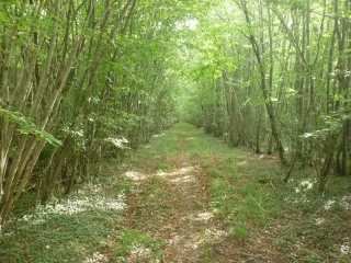 GEMIGNY - ENTRE BOIS ET CHAMPS-loiret