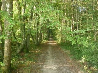 PR 6 - CHANTEAU - BALADE DU CHENE DE L EVANGILE-loiret