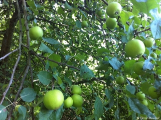 FORET ET VERGERS-loiret