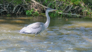 AUTOUR DE LACS DE CEPOY-loiret