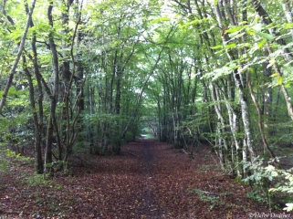 LES BOIS DE MARIGNY-loiret