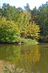 ETANG DE DOULCHAMP-loiret