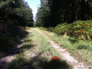 CHATEAUNEUF-SUR-LOIRE - CHEVILLY - PARTIE 1-loiret