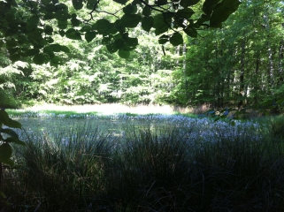 ANCIENNE VOIE ROMAINE-loiret