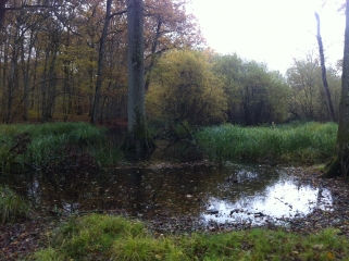 CHENE DE L EVANGILE-loiret