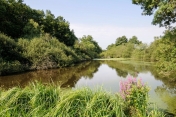 ETANGS DES BOIS ET DE LA NOUE MAZONE-loiret