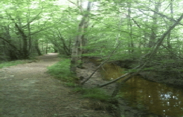 PROMENADE DE L ETANG DES BOIS-loiret