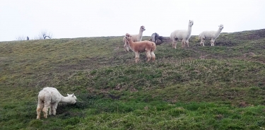BALADE ENTRE LOIRE ET CANAL-loiret