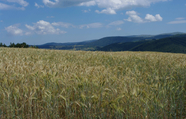 LE MOURE D ALLENC-lozere