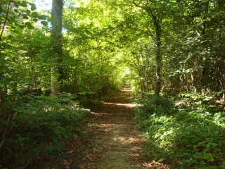 MONTFORT-CIZAY - FORET DE BROSSAY-maine-et-loire