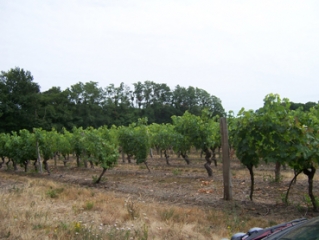 SAINT-SULPICE-SUR-LOIRE - VAL DE SAINT-SULPICE-maine-et-loire