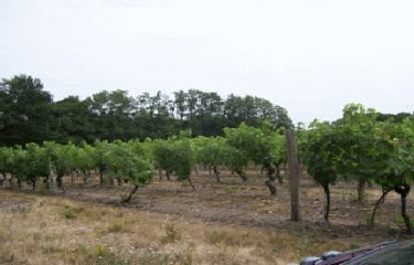 SAINT-SULPICE-SUR-LOIRE - VAL DE SAINT-SULPICE-maine-et-loire
