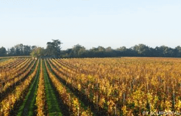 CIRCUIT DES VIGNES - SAINT-SATURNIN-SUR-LOIRE-maine-et-loire