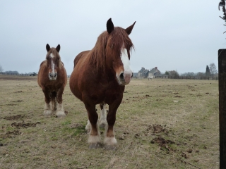 SOUCELLES-maine-et-loire