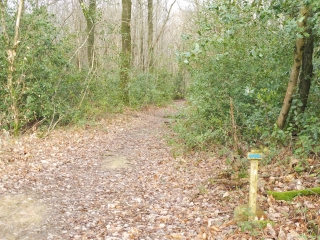  SAINT-PAUL-DU-BOIS - BOIS DE LA GAUBRETIERE-maine-et-loire
