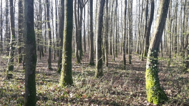 NUAILLE-maine-et-loire