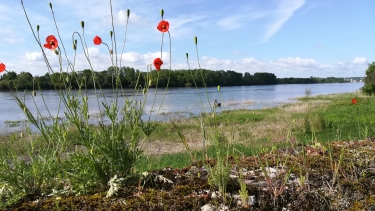 SAINTE-GEMMES-SUR-LOIRE-maine-et-loire