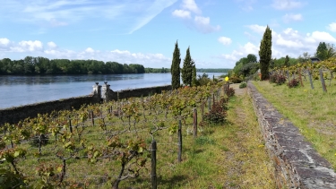 SAINTE-GEMMES-SUR-LOIRE-maine-et-loire