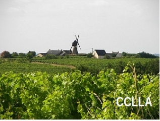 FAYE D ANJOU - CIRCUIT COTEAUX ET FORET DE BEAULIEU-maine-et-loire