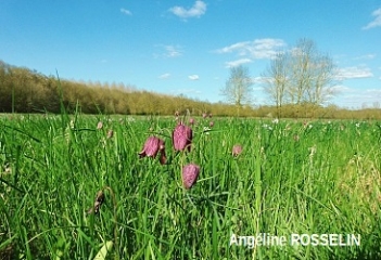 SAINT GERMAIN DES PRES - LES GOGANES-maine-et-loire