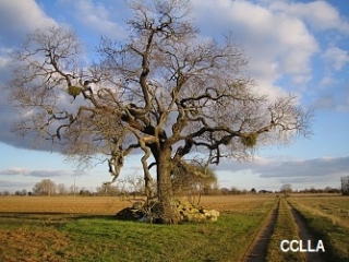 MARTIGNE-BRIAND - SUR LES PAS DE SAINT MARTIN-maine-et-loire