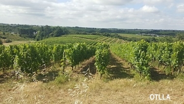 SAINT AUBIN DE LUIGNE - CHAUME-maine-et-loire