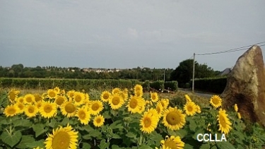 MARTIGNE-BRIAND - CIRCUIT DE LA CHANTLEE-maine-et-loire