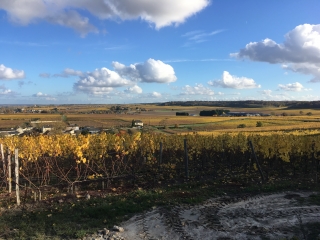 GR VINS DE LA BESSIERE - R1-maine-et-loire