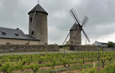 LES COTEAUX DE ST AUBIN DE LUIGNE ET D ARDENAY-maine-et-loire