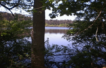  FORET DE CHAMBIERS -maine-et-loire