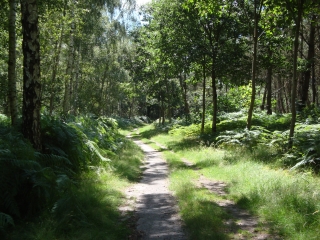 GENNES - ETANG DE JOREAU-maine-et-loire
