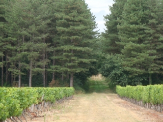 NUEIL-SUR-LAYON-maine-et-loire