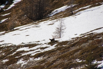 CEILLAC - COL FROMAGE EN RAQUETTES A NEIGE-hautes-alpes