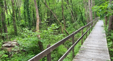 ST-MICHEL-DES-LOUPS - LA TOURBIèRE DES CENTS VERGéES-manche