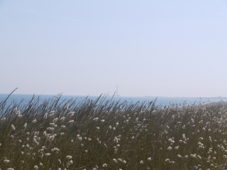 TOCQUEVILLE - GR223-manche