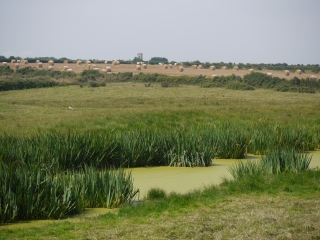 TOCQUEVILLE - GR223-manche