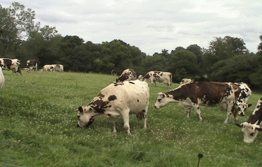 HERENGUERVILLE-manche