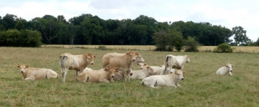 LES ETANGS D IGNY-COMBLIZY-marne