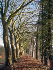 LE CANAL DE L AISNE A LA MARNE-marne
