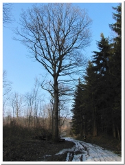 SITE FOSSOYE DU CHATEAU DE VERNAY-marne